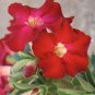 2 seeds Desert Rose Seeds - Bright Dark Red Double Flowers