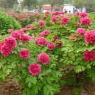 5 seeds Hot Fire Red Wrinkled Peony Tree Seeds
