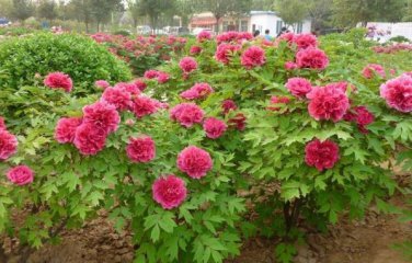 5 seeds Hot Fire Red Wrinkled Peony Tree Seeds