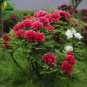 5 seeds Hot Fire Red Wrinkled Peony Tree Seeds