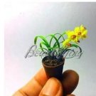100 seeds Phalaenopsis Orchid Seeds - Mini Type Yellow Flowers