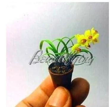 100 seeds Phalaenopsis Orchid Seeds - Mini Type Yellow Flowers