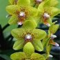 100 seeds Phalaenopsis Orchid Seeds - Mini Type Yellow Flowers