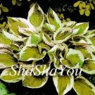 200 seeds Hosta Seeds - Light Army Green With Greyish White Edge