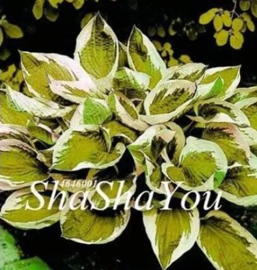 200 seeds Hosta Seeds - Light Army Green With Greyish White Edge