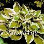 200 seeds Hosta Seeds - Light Army Green With Greyish White Edge