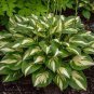 200 seeds Hosta Seeds - Light Army Green With Greyish White Edge