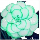 50 seeds Rieger Begonias Flower Seeds - 2 Colors Available