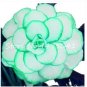 50 seeds Rieger Begonias Flower Seeds - 2 Colors Available