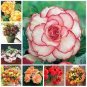 50 seeds Rieger Begonias Flower Seeds - 2 Colors Available