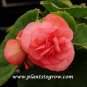 50 seeds Rieger Begonias Flower Seeds - 2 Colors Available