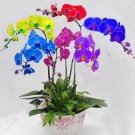 50 seeds Rainbow Butterfly Orchid Seeds - Colorful Flowers
