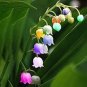 50 seeds Rainbow Butterfly Orchid Seeds - Colorful Flowers