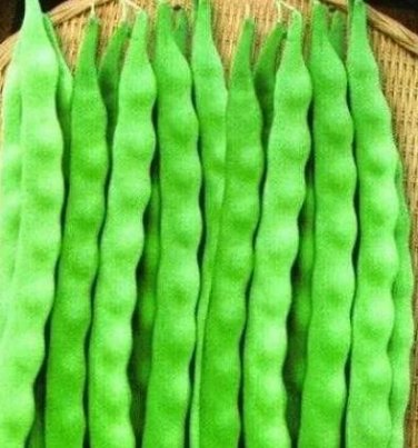 10 seeds Kidney Bean Seeds Green Bean Vegetables