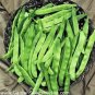 10 seeds Kidney Bean Seeds Green Bean Vegetables