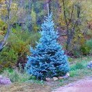 100 seeds Blue Spruce Tree Seeds Picea Tree