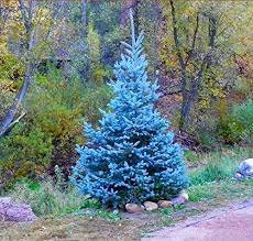 100 seeds Blue Spruce Tree Seeds Picea Tree