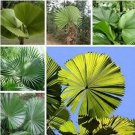 30 seeds Palm Tropical Outdoor Evergreen Fan-Shaped Seeds
