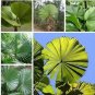 30 seeds Palm Tropical Outdoor Evergreen Fan-Shaped Seeds