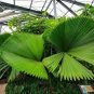 30 seeds Palm Tropical Outdoor Evergreen Fan-Shaped Seeds