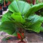 30 seeds Palm Tropical Outdoor Evergreen Fan-Shaped Seeds