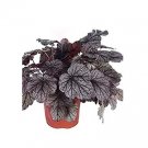 100 seeds Heuchera micrantha Seeds - Gray Whitish Black Colors