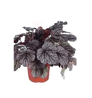 100 seeds Heuchera micrantha Seeds - Gray Whitish Black Colors