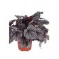 100 seeds Heuchera micrantha Seeds - Gray Whitish Black Colors