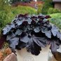 100 seeds Heuchera micrantha Seeds - Gray Whitish Black Colors