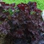 100 seeds Heuchera micrantha Seeds - Gray Whitish Black Colors