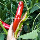 100 seeds Giant Pepper Hybrid OX Horn Vegetable Seeds
