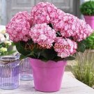 10 seeds Hydrangea Seeds Perennial Flower - 2 Types Available
