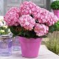 10 seeds Hydrangea Seeds Perennial Flower - 2 Types Available