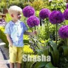 100 seeds Geranium Giant Allium Giganteum Seeds - Dark Purple Flowers