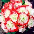 30 seeds Geranium Seeds - Rose Red to Milky White to Green Ball Types Double Flowers