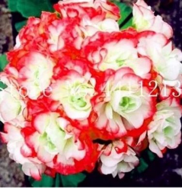 30 seeds Geranium Seeds - Rose Red to Milky White to Green Ball Types Double Flowers