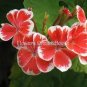 30 seeds Geranium Seeds - Rose Red to Milky White to Green Ball Types Double Flowers