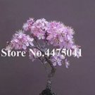 10 eeds Mini Bonsai Sakura Flower Seeds - Water Pink Flowers