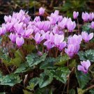 5 seeds Qiguaidao Purple Eastern Cyclamen Seeds