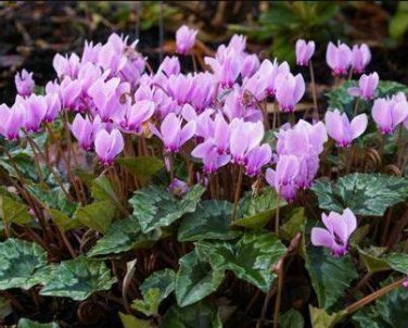 5 seeds Qiguaidao Purple Eastern Cyclamen Seeds