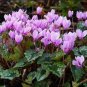 5 seeds Qiguaidao Purple Eastern Cyclamen Seeds
