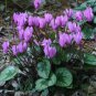 5 seeds Qiguaidao Purple Eastern Cyclamen Seeds