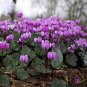5 seeds Qiguaidao Purple Eastern Cyclamen Seeds