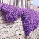 100 seeds Aubrieta Cultorum Seeds Rock CRESS Plant - Purple Flowers