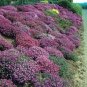 100 seeds Aubrieta Cultorum Seeds Rock CRESS Plant - Purple Flowers