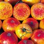 100 seeds Organic Heirloom West Virginia Hillbilly Tomato Seeds