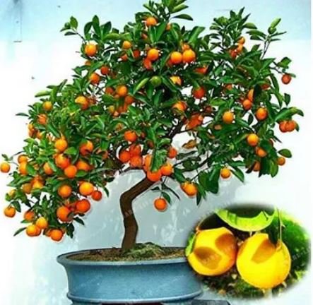 30 seeds Mini Orange Tree Seeds