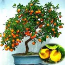 30 seeds Mini Orange Tree Seeds