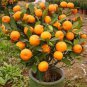 30 seeds Mini Orange Tree Seeds