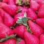 50 seeds Rare Purple Strawberry Seeds
